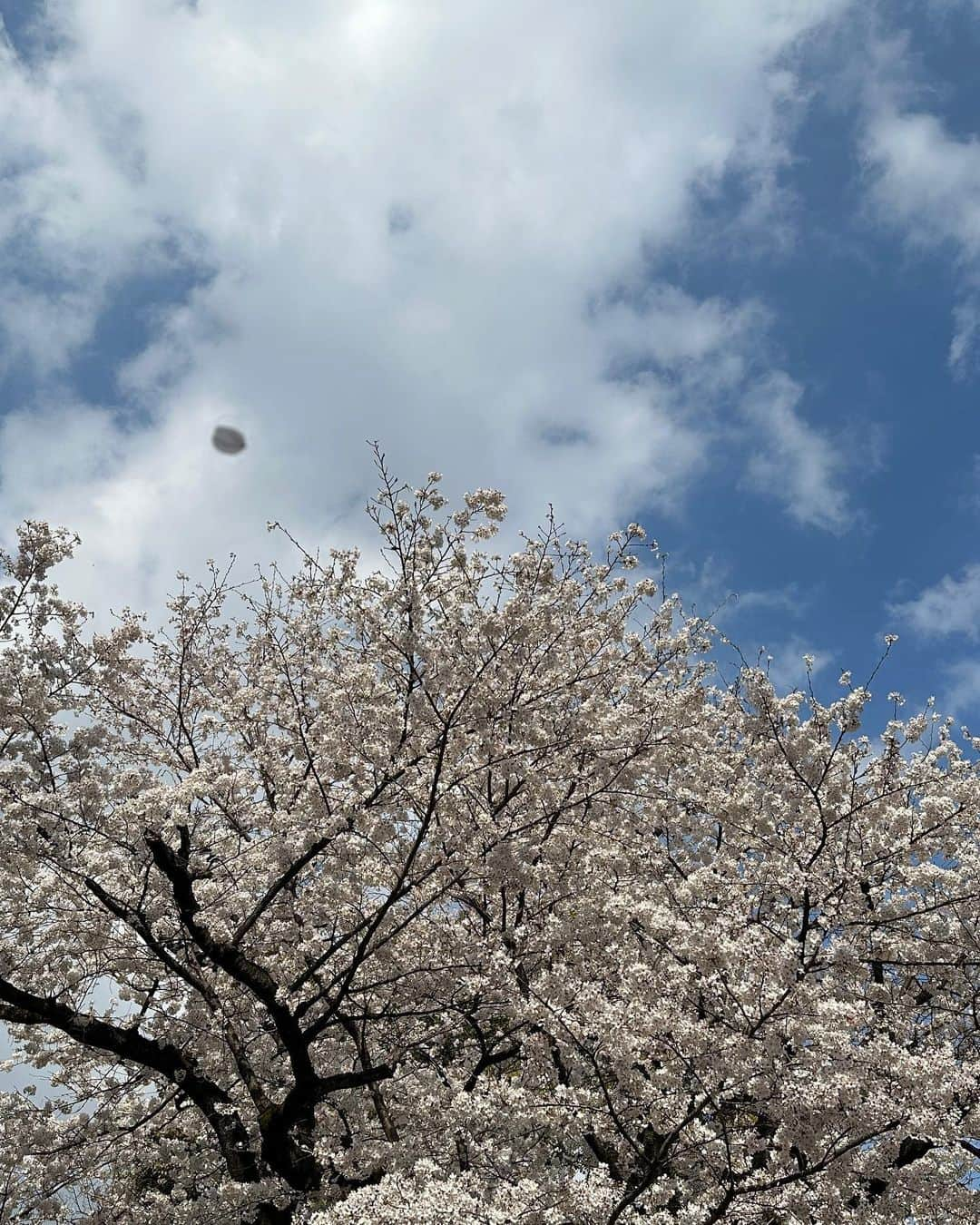 NOA（ノア）さんのインスタグラム写真 - (NOA（ノア）Instagram)「ラッフィーと桜」3月23日 20時00分 - n_o_a_3_