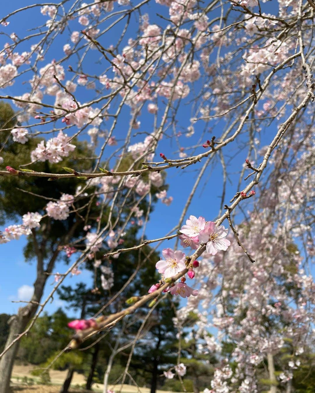 箕輪玖美さんのインスタグラム写真 - (箕輪玖美Instagram)「散ってしまう前に、お花見ゴルフ🌸 ・ ・ WBC観戦とお花見メインでしたが、暖かくて気持ち良い1日でした😊 ・ ・ WBC世界一おめでとう✨✨✨ 普段スポーツはゴルフ以外観ない私も、今回はずっと観戦して応援してました😃 ・ ・ 侍の皆さん、感動をありがとう🥺✨  #wbc #wbc2023 #世界一おめでとう #感動の瞬間 #ヌートバー推し #大谷翔平 君は最も推し #お花見 #桜 #春 #ピンクコーデ  #ゴルフ日和 #アラフィフ女子 #箕輪玖美」3月23日 7時42分 - kumi.111