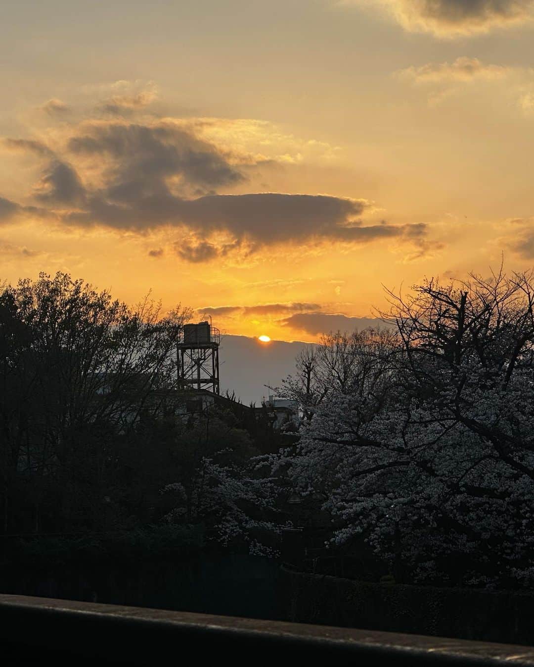 岡本安代さんのインスタグラム写真 - (岡本安代Instagram)「【桜満開🌸】 東京では桜が満開。2002年以来、史上２番目の早さとのこと。 稽古場までの並木道の桜も満開で、歩くだけでとても晴れやかな気持ちになります。  母『東京は桜が満開だよー！お天気も良かったから、並木道を歩きながらずーっと自主練。緊張した心を桜に癒してもらった気がする！』  娘『え？！桜満開？！鹿児島はまだですよー！どしゃ降りだし！！ほらー！みんな集合ー！』　  母『今日もありがとう。』  桜にも癒されたけど何より癒されるのは、家族の元気な声。  娘『こっちは全然心配ないですからー！頑張って下さいねー！体調管理が1番大切ですから、無理はしないようにして下さいよー！』  今日も家族の理解と応援あって、挑戦させてもらってます。ありがたいこと限りなし。 家族の想いを胸に刻んでしっかり努めて参ります！  #走り続ける岡本家 #５人の子育てママウンサー  #岡本安代 #女優への道 #CHICACO 《一般販売スタート１８歳以下無料ご招待》 #お申込はこちら [岡本 安代扱い 一般発売] https://www.quartet-online.net/ticket/chicaco2023?om=cwdihhd  #詳細はこちら 《舞台CHICACO公式サイト》 https://chicaco-stage.themedia.jp  《お花などの差し入れ三河屋さんシステム》 https://alexandrite.theshop.jp/categories/5021760」3月23日 7時47分 - okamoto.yasuyo