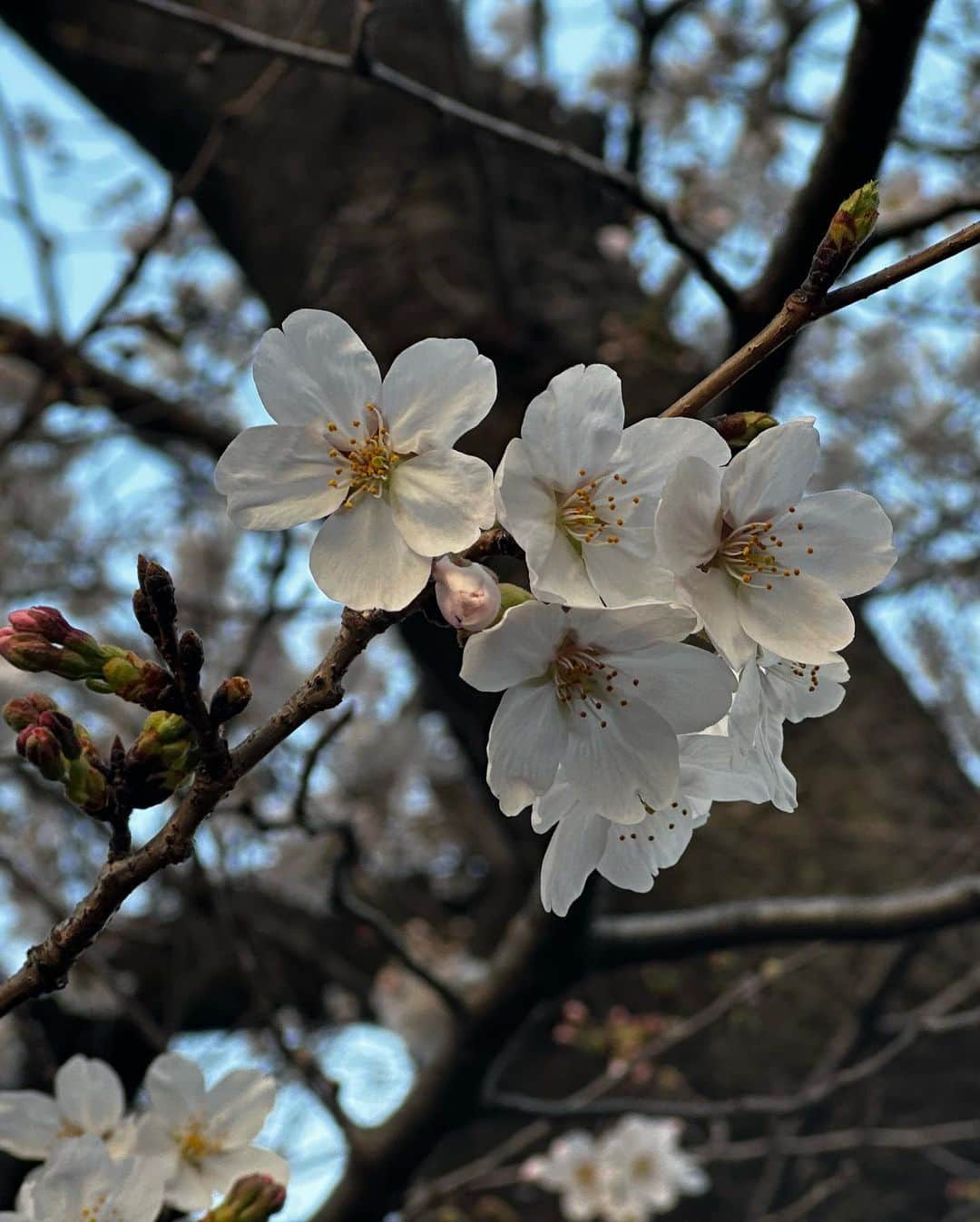 岡本安代さんのインスタグラム写真 - (岡本安代Instagram)「【桜満開🌸】 東京では桜が満開。2002年以来、史上２番目の早さとのこと。 稽古場までの並木道の桜も満開で、歩くだけでとても晴れやかな気持ちになります。  母『東京は桜が満開だよー！お天気も良かったから、並木道を歩きながらずーっと自主練。緊張した心を桜に癒してもらった気がする！』  娘『え？！桜満開？！鹿児島はまだですよー！どしゃ降りだし！！ほらー！みんな集合ー！』　  母『今日もありがとう。』  桜にも癒されたけど何より癒されるのは、家族の元気な声。  娘『こっちは全然心配ないですからー！頑張って下さいねー！体調管理が1番大切ですから、無理はしないようにして下さいよー！』  今日も家族の理解と応援あって、挑戦させてもらってます。ありがたいこと限りなし。 家族の想いを胸に刻んでしっかり努めて参ります！  #走り続ける岡本家 #５人の子育てママウンサー  #岡本安代 #女優への道 #CHICACO 《一般販売スタート１８歳以下無料ご招待》 #お申込はこちら [岡本 安代扱い 一般発売] https://www.quartet-online.net/ticket/chicaco2023?om=cwdihhd  #詳細はこちら 《舞台CHICACO公式サイト》 https://chicaco-stage.themedia.jp  《お花などの差し入れ三河屋さんシステム》 https://alexandrite.theshop.jp/categories/5021760」3月23日 7時47分 - okamoto.yasuyo