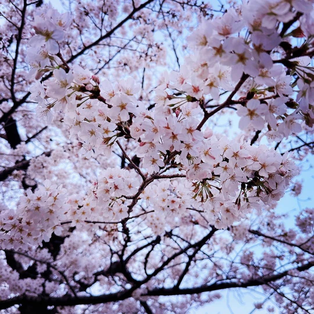 吉河美希のインスタグラム：「満開🌸」