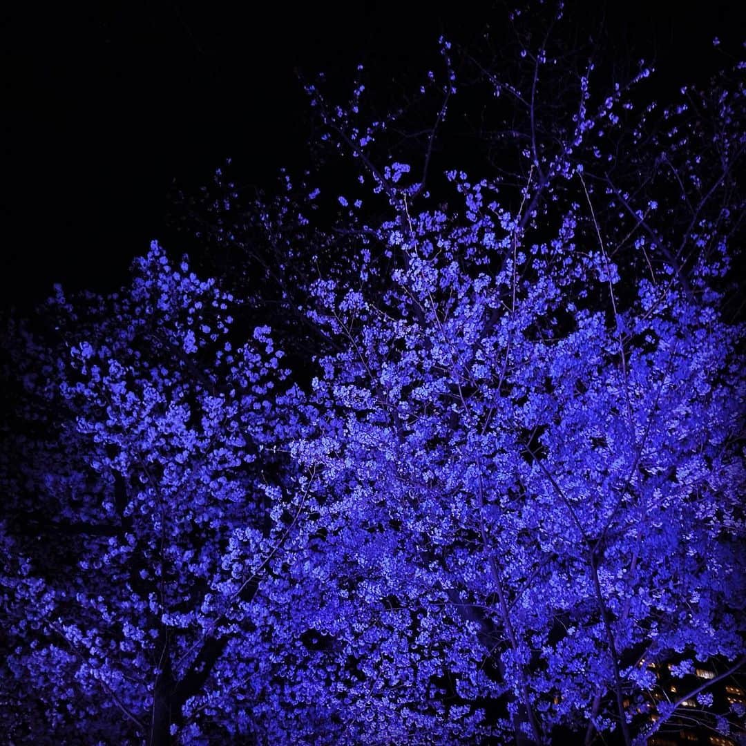 佐藤みゆきのインスタグラム：「夜道を歩いてたら、ライトアップされた夜桜。桜ってほんと好きです。今年はお花見できなさそうだけど、こうしてコツコツ、見つけた桜を愛でていこう。  ふと息子氏に 「母さん、もっと良いお芝居したいんだけど、どうしたら良いのかなあ？」って聞いてみたら 「おしばいってなあに？」と聞かれた。そりゃそうだ。 「息子君が、さそりとネズミごっこするでしょ？それだよ。」（危険生物の図鑑が好きで、その戦いをよくオトーサンと再現している）というと 早速オトーサンと再現が始まる。 すると 「たーのしー！」と息子氏。  ああ、そうだね。 お芝居って楽しいんだよね。 そうそう、だからカーサンもやめられないのよ。  私も楽しいし、 相手役のあなたも楽しいし、 見ているあなたも楽しい、 そんなことを考えてやりましょう。」
