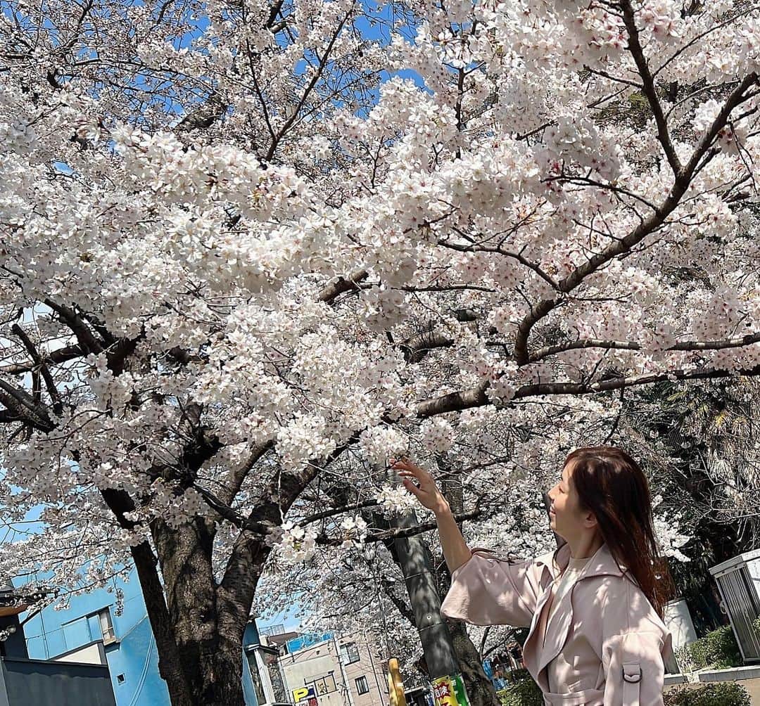 のインスタグラム：「🌸 桜色のスプリングコートきて お花見散歩🌸  日比谷シャンテpopup 有難うございました☺️ 全然詳しくお知らせできてませんでしたが 沢山の方にご来店いただきとっても 嬉しかったです❤️  またお会いしましょう✨  オーダーいただきましたアクセサリー 完成間近です❗️ お届けまでもう少しお待ちくださいませ🙇‍♀️  #桜 #cherryblossom  #おさんぽ  #感謝」