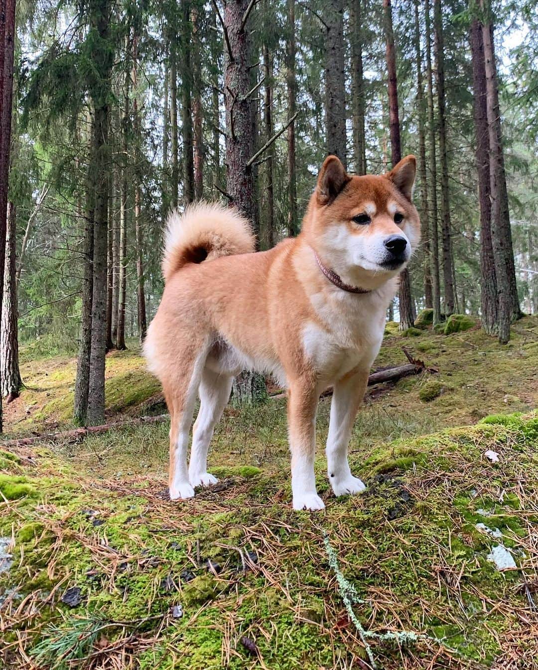 ?Fricko the Shiba Inu?のインスタグラム：「Forest time 🌳  #frickoandkeaton #shibainu #shiba #柴犬」