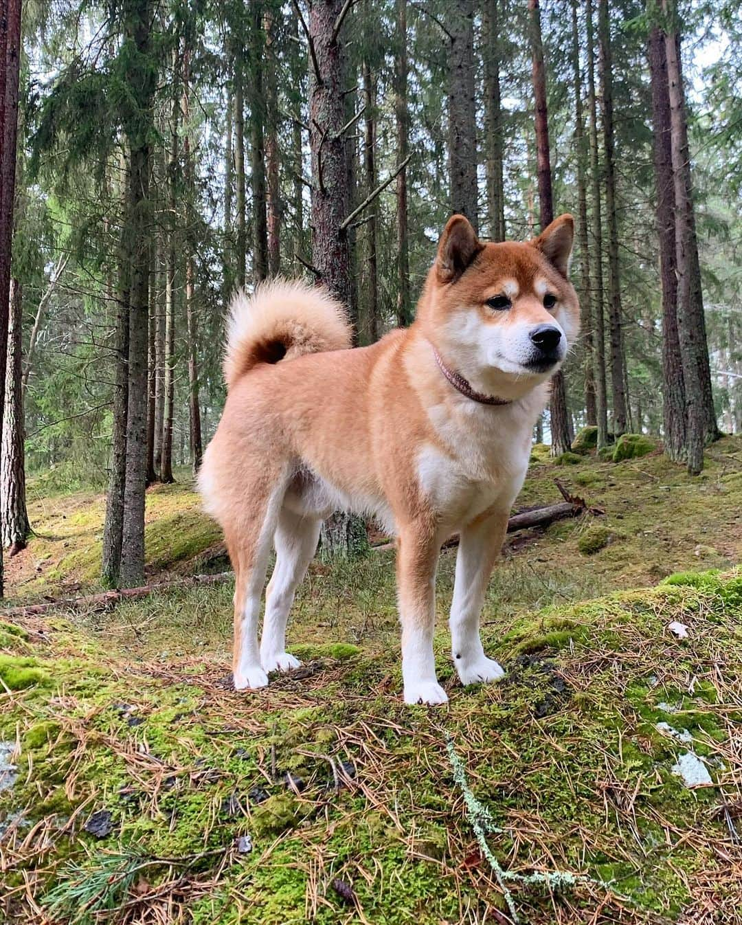 ?Fricko the Shiba Inu?さんのインスタグラム写真 - (?Fricko the Shiba Inu?Instagram)「Forest time 🌳  #frickoandkeaton #shibainu #shiba #柴犬」3月22日 23時11分 - umigiva