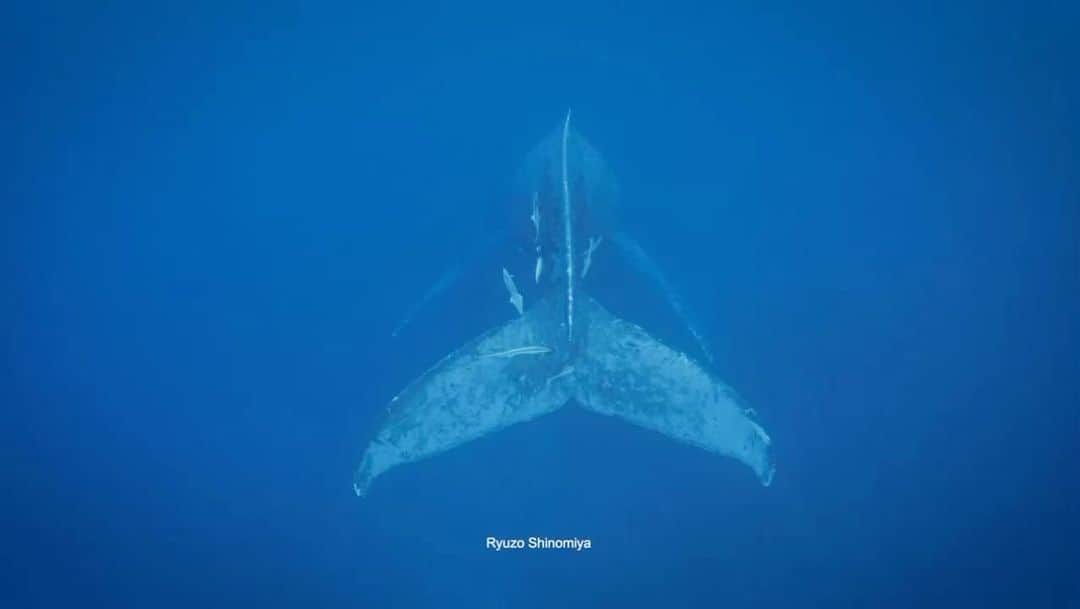 篠宮龍三のインスタグラム：「この３日間たくさんのクジラたちに会えました。  どのクジラもとても印象的でしたが、このシンガーの大音量の歌には本当に痺れました。。。 内臓のマッサージを受けているような共鳴共振。  視覚だけでなく五感を通してクジラの存在を観察し、撮影していきたいと思います。  ８Kバージョンはこちらです。 https://youtu.be/Vc4LxYIz_zU  今日は8頭ものヒートランに出会いました。 船上、水中と大興奮のままに撮らせてもらいました。 映像はまた後ほど。  沖縄ホエールスイムツアー 3/24 空席２  #ホエールスイム #ホエール #ザトウクジラ #クジラスイム #フリーダイビング #フリーダイバー #フリーダイブ」