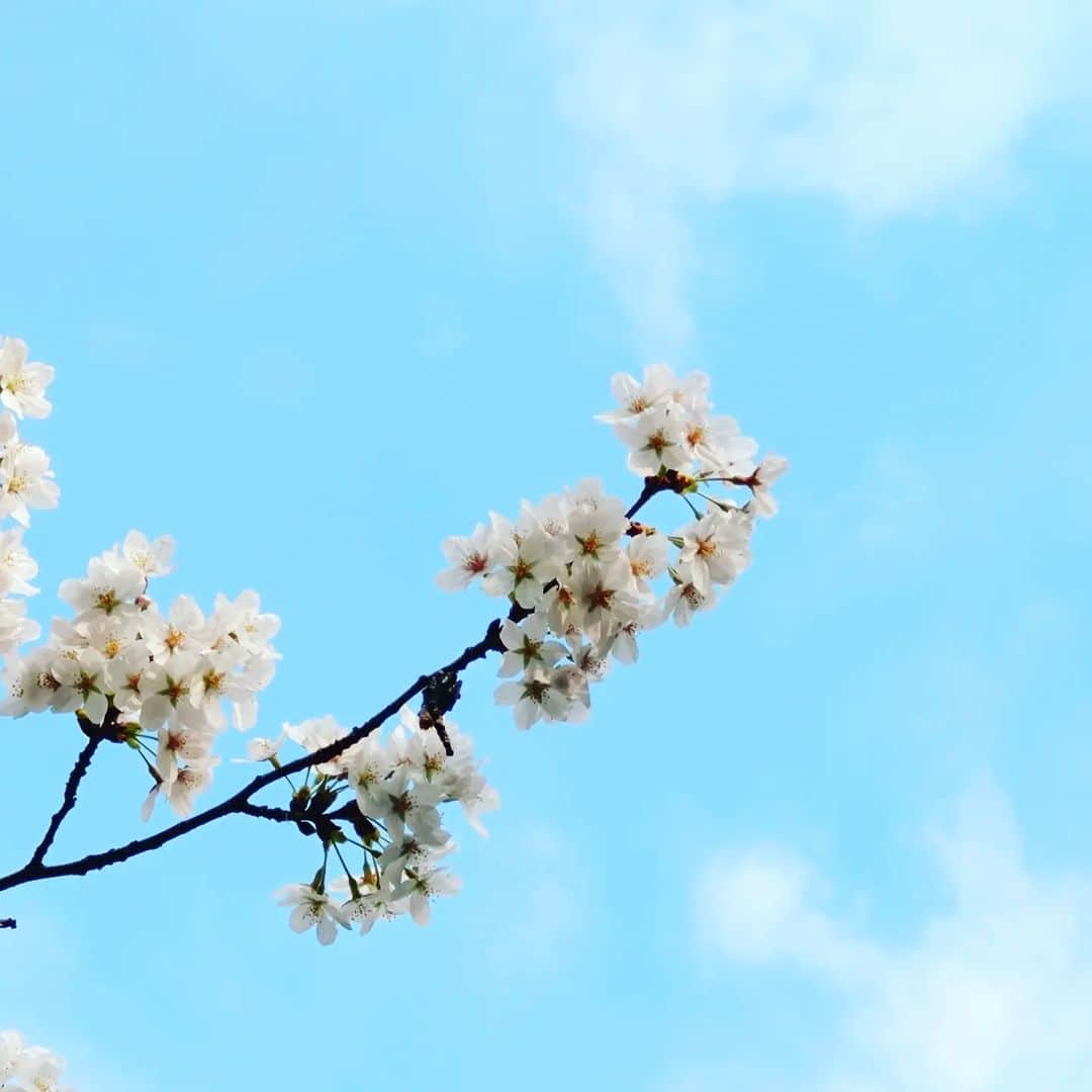 宮崎文子さんのインスタグラム写真 - (宮崎文子Instagram)「桜満ちる」3月22日 23時46分 - fumiko.miyazaki29