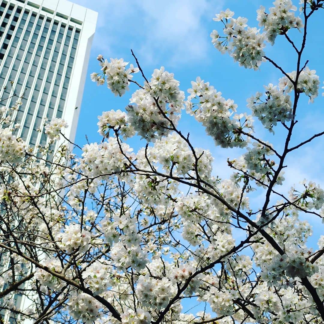宮崎文子さんのインスタグラム写真 - (宮崎文子Instagram)「桜満ちる」3月22日 23時46分 - fumiko.miyazaki29