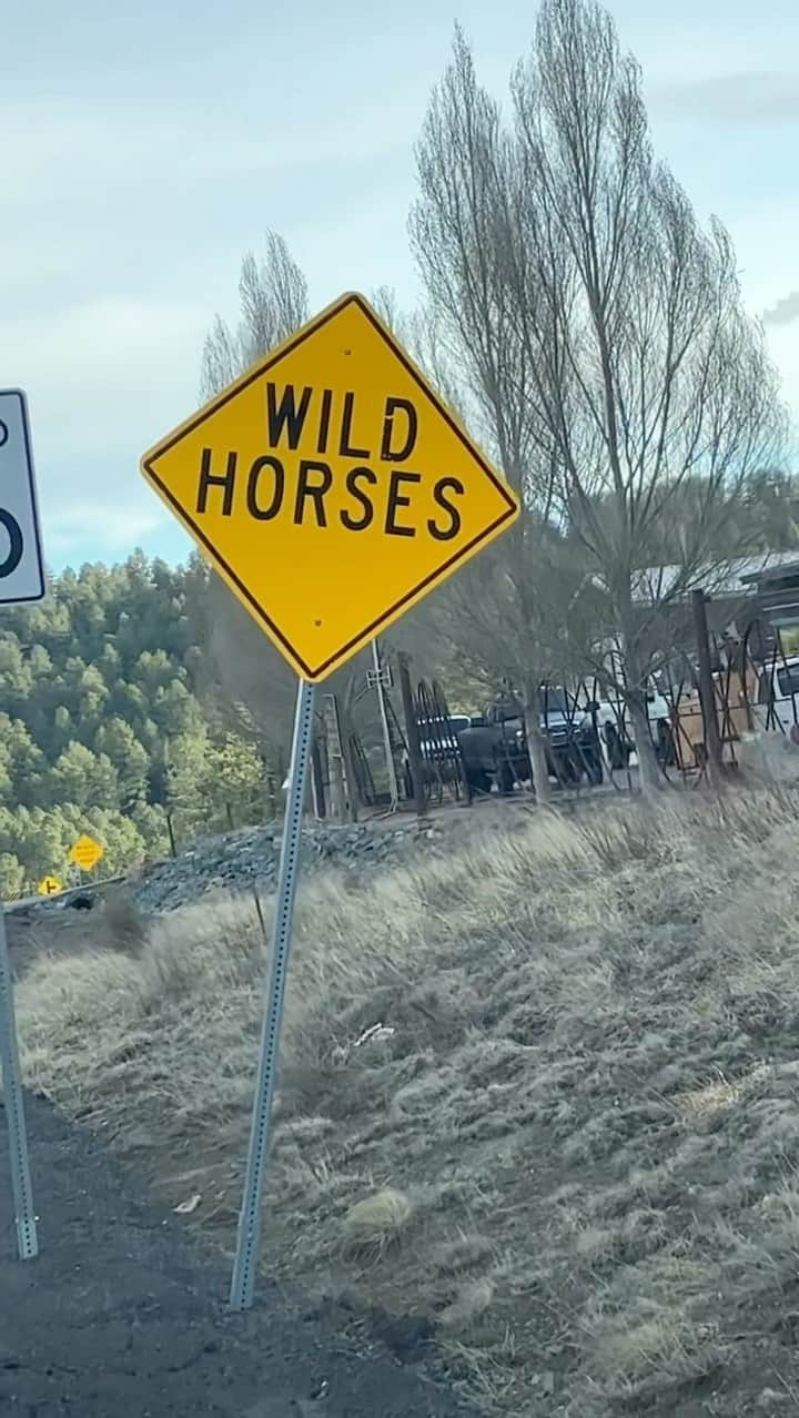 オースティン・ニコルズのインスタグラム：「I’m making a movie in New Mexico and I have never seen this in my life. It’s so cool to see them on their own in the wild!  #wildhorses #horses #equestrian #cowboy #rollingstones #ranchlife #newmexico」