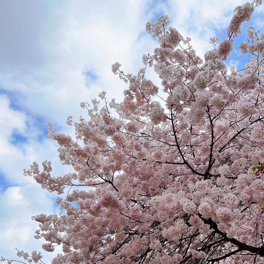 宮崎葉のインスタグラム：「この桜、なんか、みちみちで愛おしかった🌸  すみません体調がずぶずぶでした ご心配ありがとうございました、、みんなの優しさに枕濡らした #原因不明の高熱3日間」