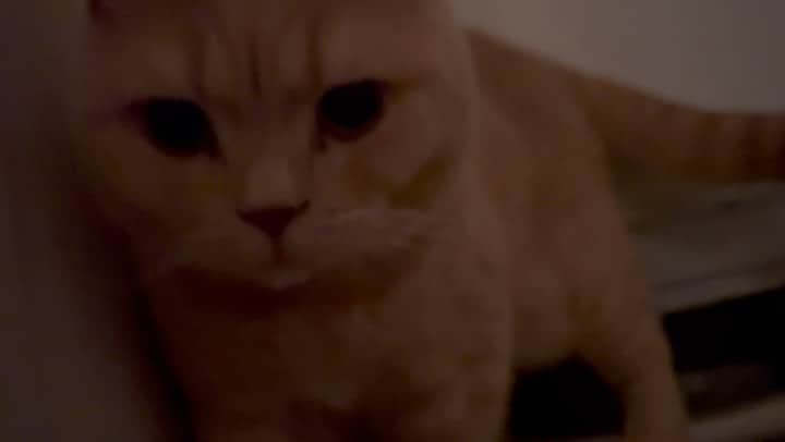 赤西涼のインスタグラム：「寝る前のひととき🐱 らいちゃんが洗面所でまったりしてたのでかまってちゃんしました😌」