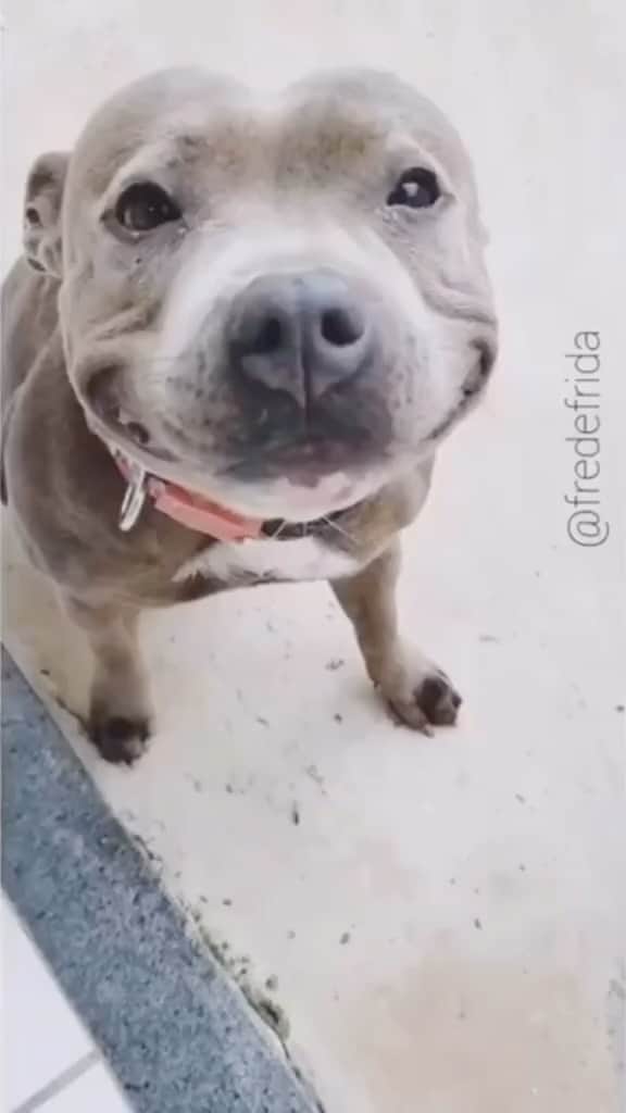 Pit Bull - Fansのインスタグラム：「Beautiful smile u have ☺️😍 - @fredefrida」