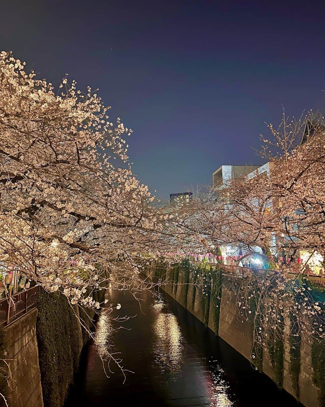 谷亜沙子さんのインスタグラム写真 - (谷亜沙子Instagram)「夜桜🌸🌸🌸 ベビーカステラ美味しかったなぁ…☺️  #sakura #🌸 #桜 #벚꽃」3月23日 0時53分 - asyakodayo