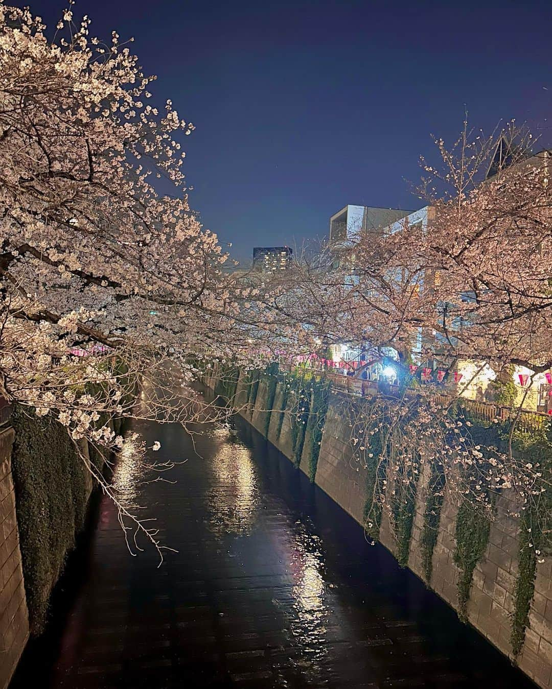 谷亜沙子さんのインスタグラム写真 - (谷亜沙子Instagram)「夜桜🌸🌸🌸 ベビーカステラ美味しかったなぁ…☺️  #sakura #🌸 #桜 #벚꽃」3月23日 0時53分 - asyakodayo