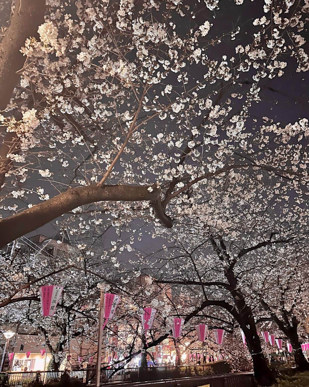 谷亜沙子さんのインスタグラム写真 - (谷亜沙子Instagram)「夜桜🌸🌸🌸 ベビーカステラ美味しかったなぁ…☺️  #sakura #🌸 #桜 #벚꽃」3月23日 0時53分 - asyakodayo