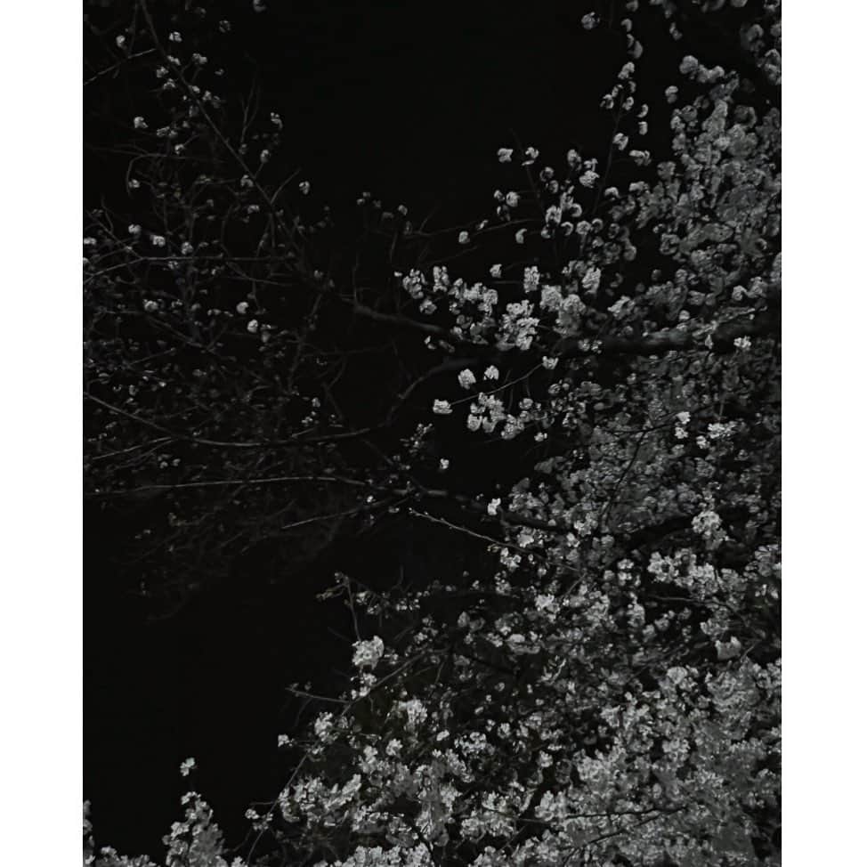 園田あいかさんのインスタグラム写真 - (園田あいかInstagram)「cherry blossoms at night .🫧」3月23日 0時58分 - for__offwhitey_9