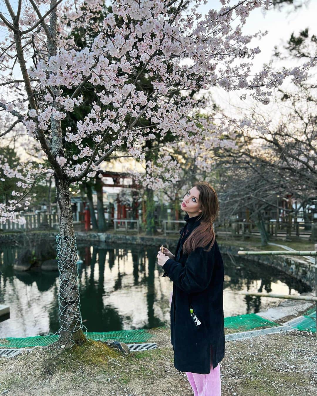 アリソン・ハーバードのインスタグラム：「🌸Sakura Season🌸」