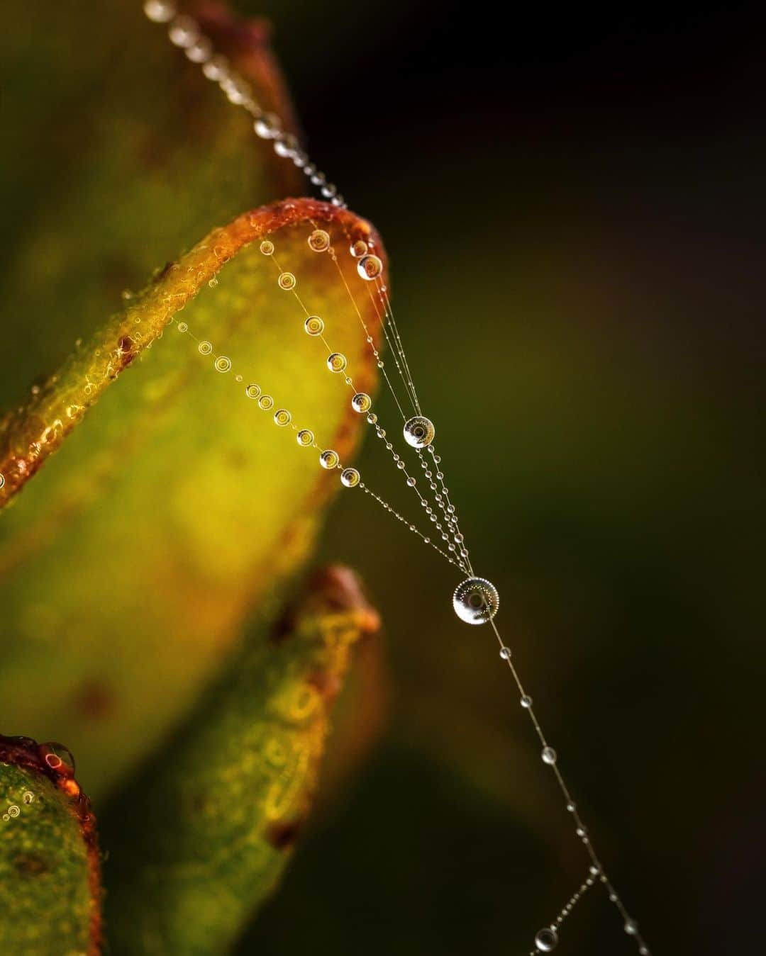 アンジー・ペインさんのインスタグラム写真 - (アンジー・ペインInstagram)「Tiny Worlds: Finding Nature’s Beauty on a Small Scale   ‘Through the fog of sleep, I noticed a faint green glow swirling above me. It took me a moment to recall where I was. Middle-of-nowhere Greenland, August 2012, and I had woken in the wee hours of the morning to see a pulsing river of luminescence framed by a towering rocky skyline. Euphoria and disbelief washed over me. The Northern Lights – I’d heard about this phenomenon but never dreamt of seeing it first-hand. This unexpected show of magic felt like nature letting me in on one of her closely guarded secrets.’   Photographer @angelajpayne has discovered that adventure doesn’t always have to be about grand locations and distant places. Sometimes nature’s glory can be best appreciated through a macro lens.  Tiny Worlds appeared in @sidetrackedmag Volume 24.  Photos of Angie by @ladzinski   #macrophotography #naturelovers #exploretocreate #mountainstories #adventure」3月23日 2時54分 - angelajpayne