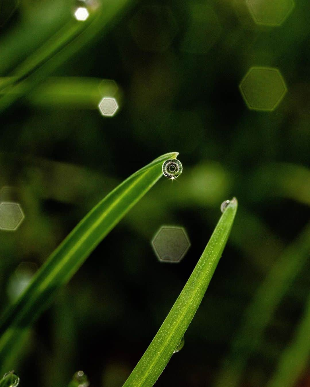 アンジー・ペインさんのインスタグラム写真 - (アンジー・ペインInstagram)「Tiny Worlds: Finding Nature’s Beauty on a Small Scale   ‘Through the fog of sleep, I noticed a faint green glow swirling above me. It took me a moment to recall where I was. Middle-of-nowhere Greenland, August 2012, and I had woken in the wee hours of the morning to see a pulsing river of luminescence framed by a towering rocky skyline. Euphoria and disbelief washed over me. The Northern Lights – I’d heard about this phenomenon but never dreamt of seeing it first-hand. This unexpected show of magic felt like nature letting me in on one of her closely guarded secrets.’   Photographer @angelajpayne has discovered that adventure doesn’t always have to be about grand locations and distant places. Sometimes nature’s glory can be best appreciated through a macro lens.  Tiny Worlds appeared in @sidetrackedmag Volume 24.  Photos of Angie by @ladzinski   #macrophotography #naturelovers #exploretocreate #mountainstories #adventure」3月23日 2時54分 - angelajpayne