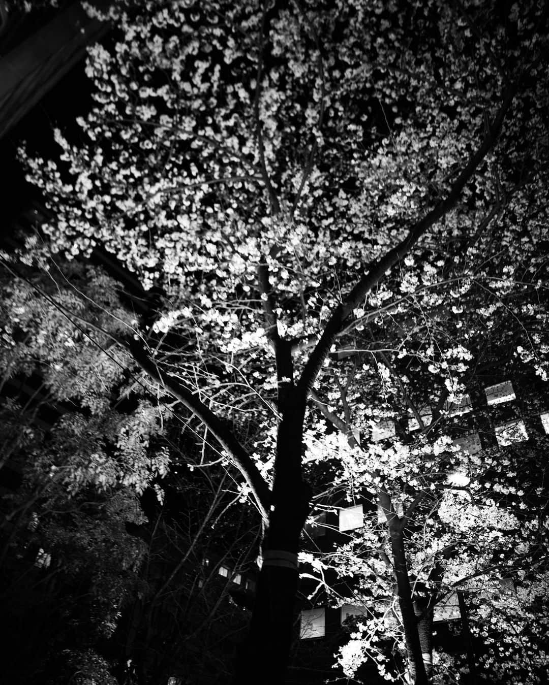 tokuさんのインスタグラム写真 - (tokuInstagram)「特典会ありがとうございました。 帰りの車から見えた桜。 今年もはじまります。 よろしくお願いします。」3月23日 2時48分 - toku_grnd
