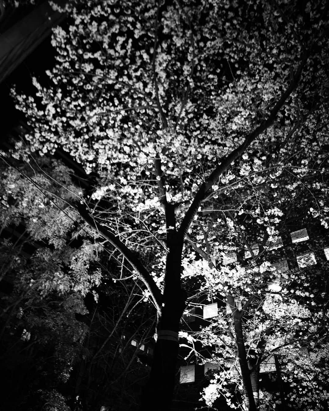 tokuのインスタグラム：「特典会ありがとうございました。 帰りの車から見えた桜。 今年もはじまります。 よろしくお願いします。」