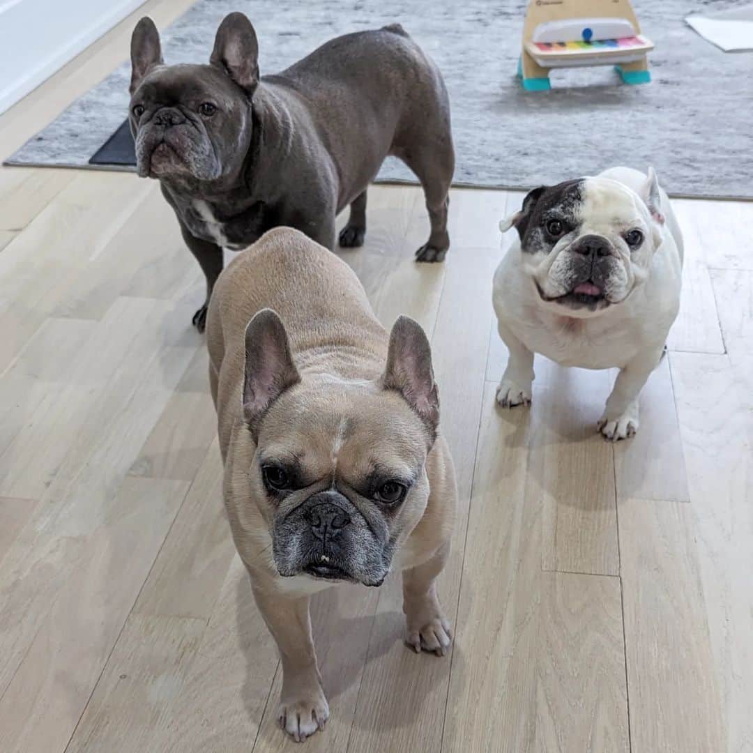 Manny The Frenchieのインスタグラム：「We're here for treats!!」