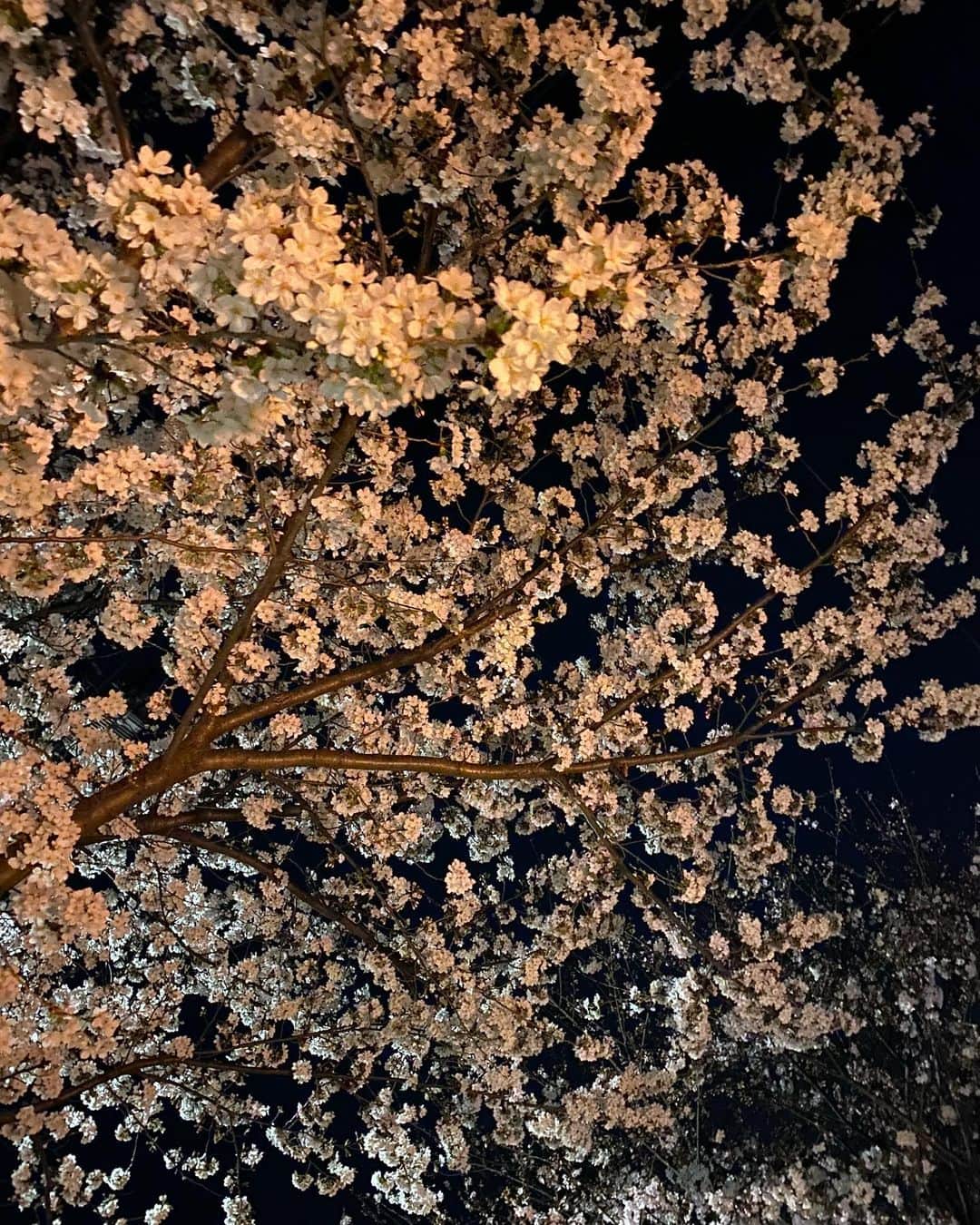 南果歩さんのインスタグラム写真 - (南果歩Instagram)「帰国したら夜桜が迎えてくれました🌸🌸🌸 最高‼️  たった三週間の旅だったけれど、なんだか浦島太郎の気分です💦 WBCで盛り上がっていたのも、夜のニュースで見られたくらい😆 世界は近くなったと言えども、その場所でしか体感できないものが沢山ありますね🌈 だからこそ、面白い‼️ だからこそ、旅する意味がある‼️  仕事とプライベートを兼ねた旅だったけど、メチャ色んな経験をし、これからの展開の発想が生まれた旅でした😊😊😊  出会った人達に感謝です🌈🌈🌈 色んなことを感じさせてもらいました‼️ やはり出会いが1番面白い🇨🇦🇺🇸🇯🇵  今年の桜は今年だけ🌸🌸🌸 お花見するぞー😊  旅の間には、私の拙い英語にお付き合い頂きありがとう🇺🇸 もちょっと頑張る😊😊😊  #帰国 #浦島太郎 #時差ボケ #英語 #お花見 #南果歩 #kahominami  #japaneseactor」3月23日 5時48分 - kaho_minami