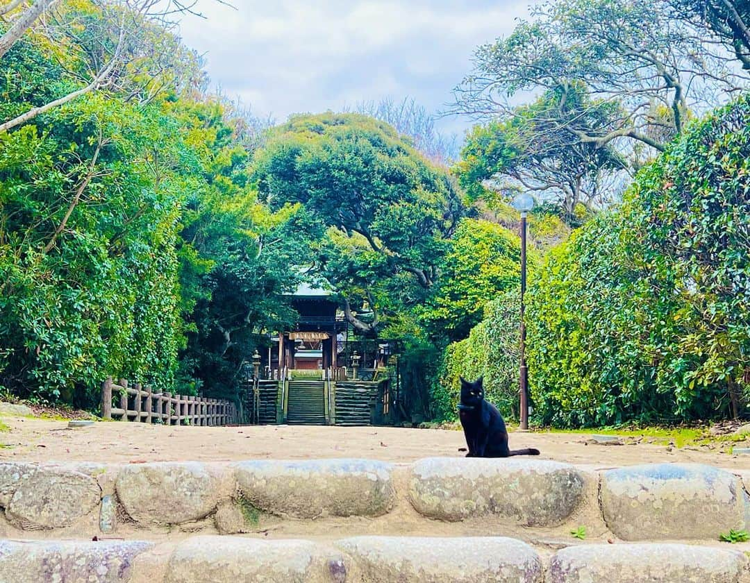 岐洲匠さんのインスタグラム写真 - (岐洲匠Instagram)「#志賀神社 #神社 #猫」3月23日 17時21分 - takumi.kizu.official