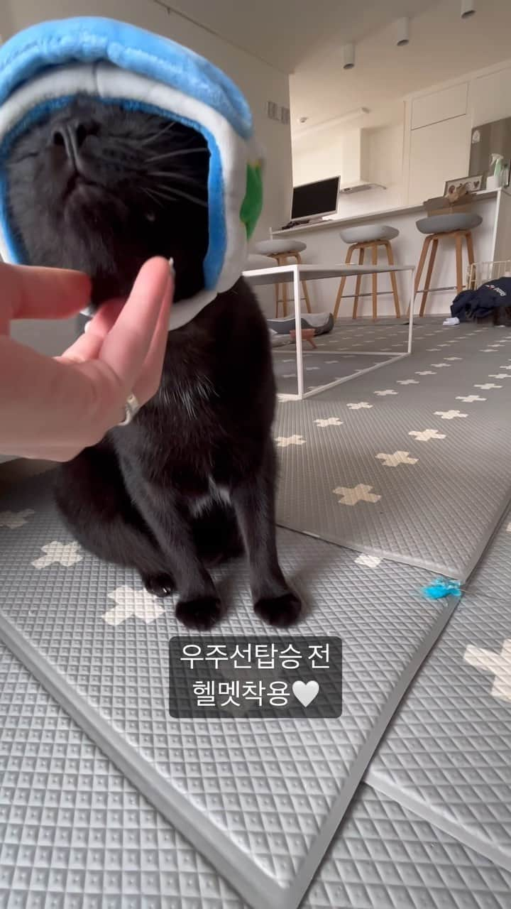 ワン・ジウォンのインスタグラム：「야옹야옹 내새꾸 깐쵸🤍🐈‍⬛ #냥릴스#깐쵸#블랙캣」