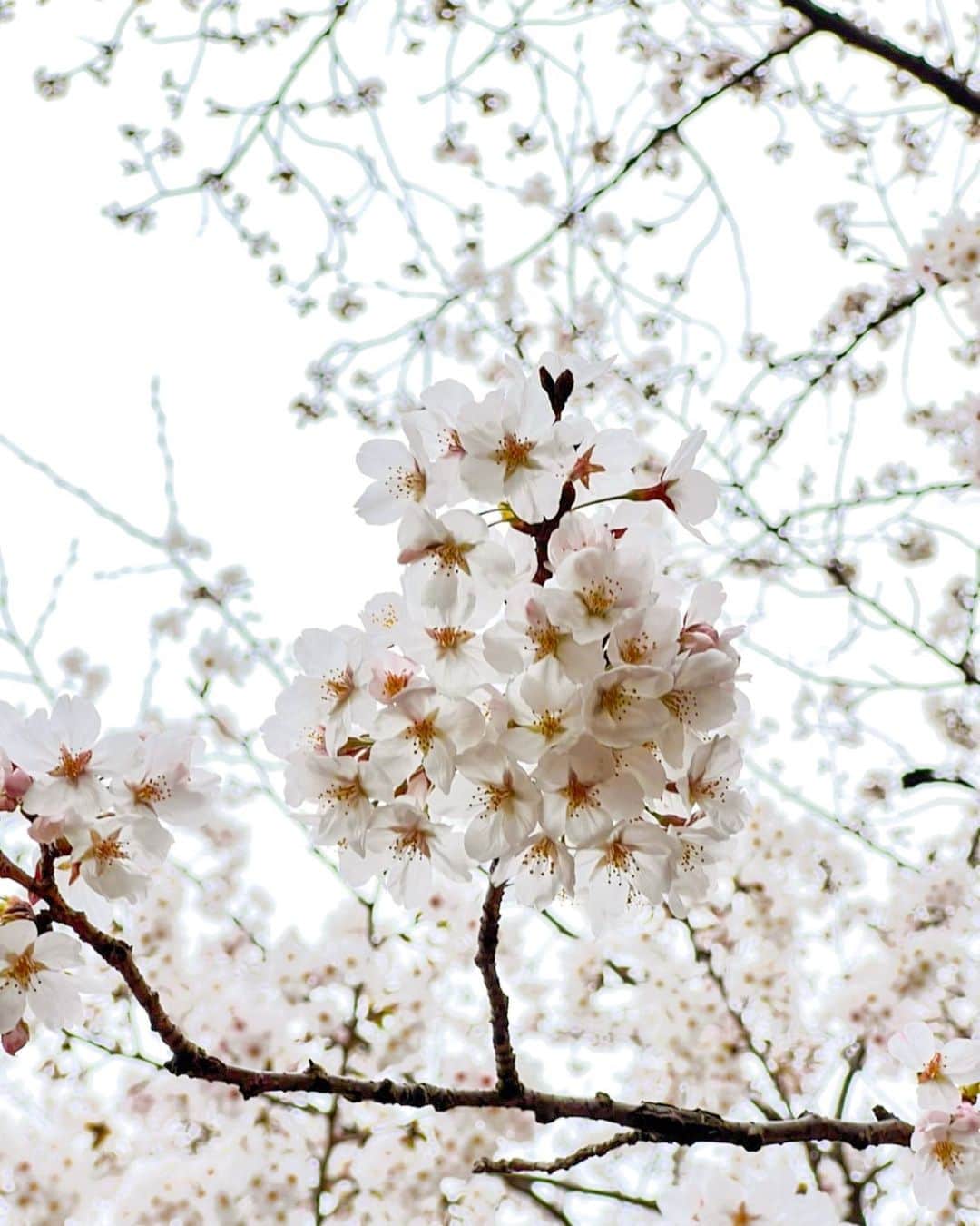 徳永千奈美のインスタグラム：「🌸🌸🌸  #cherryblossom  #japan」