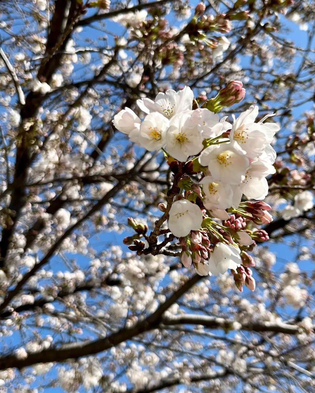 松村未央さんのインスタグラム写真 - (松村未央Instagram)「. 今週あたまに近所の桜を見に行けました🌸 桜の季節、好きだなぁ〜♡ お花見もしたいので、長く持ちますように…🙏  #桜 #sakura #cherryblossoms #🌸」3月23日 17時19分 - mio.matsumura_