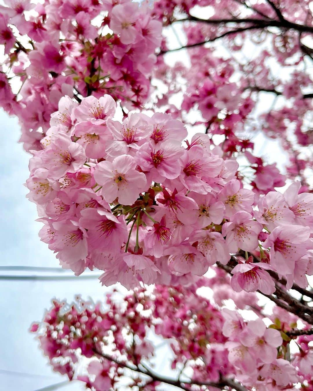 松村未央さんのインスタグラム写真 - (松村未央Instagram)「. 今週あたまに近所の桜を見に行けました🌸 桜の季節、好きだなぁ〜♡ お花見もしたいので、長く持ちますように…🙏  #桜 #sakura #cherryblossoms #🌸」3月23日 17時19分 - mio.matsumura_