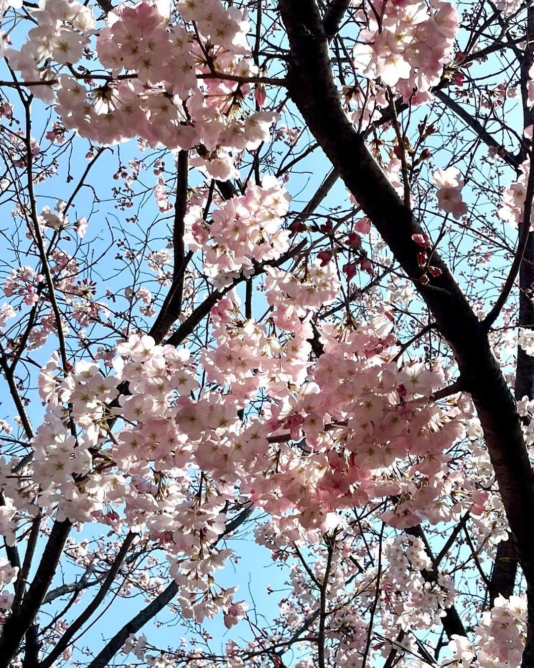 松村未央のインスタグラム：「. 今週あたまに近所の桜を見に行けました🌸 桜の季節、好きだなぁ〜♡ お花見もしたいので、長く持ちますように…🙏  #桜 #sakura #cherryblossoms #🌸」