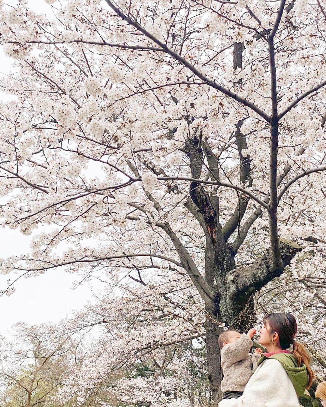 徳永千奈美さんのインスタグラム写真 - (徳永千奈美Instagram)「息子にとって2回目の桜👶🏽🌸  去年の今頃はちょうど息子が産まれて1ヶ月経った頃だったので、はじめてのお散歩はベビーカーに乗って桜を見にいったなぁ〜なんて思いながら桜を見ました☺️  息子は、レジャーシートにヒラヒラ落ちてきた桜の花びらを食べようと必死でした🤣🫶  #男の子ベビー  #1歳 #男の子 #男の子ママ #赤ちゃんのいる生活」3月23日 17時15分 - chinami.tokunaga