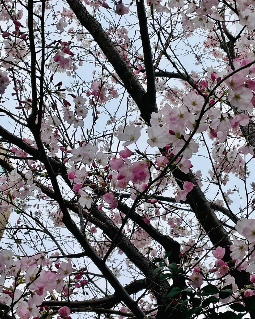 青山倫子のインスタグラム：「_ 興奮冷めやらぬ朝。 いつもより早く見頃を迎えた桜のおかげで、賑やかに、 華やかになった街。 だけど桜の力だけではない！  WBCほんっとに凄かったですね！ リアルタイムでも再放送でも泣いて。 一日中WBC漬けだったよ。 街を歩いても、心なしか口角の上がった人が多くて。 それも嬉しい。 凄いものをみんなで共有したねっていう、 心が繋がっているような、なんとも言えない温かさ。 道ゆく人と目が合っても、昨日は笑顔を返してくれたり。 本当に興奮の一日、明るい希望に満ちた一日だったな。  侍ジャパンのみなさん！ 感動と勇気と希望をありがとうございました！！ そしてお疲れ様でした！！  #青山倫子 #興奮冷めやらぬ朝 #wbc #wbc2023 #感動 #勇気 #希望 #泣いたよ #飛び跳ねたよ #興奮したー」