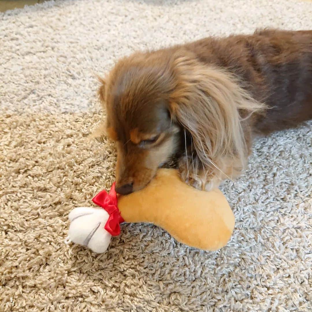 くるみんのインスタグラム：「* お肉のおもちゃで遊ぶあずきちゃん🍗  先代犬のじゅりちゃんのこと。 父が出勤前に「今日お肉買ってくるね」と出掛けたらしいのだが、すっかり忘れて帰宅。「あ！わすれちゃった💨」って言ったらじゅりがお肉のおもちゃを咥えてきてボンと投げたらしい💦 分かってるのかどうなのか…  #カニンヘンダックスの日常 #カニンヘンダックスフンドの日常 #カニンヘンダックスフンド #カニンヘンダックスフント #カニンヘンダックスフンドチョコタン #カニンヘン #カニンヘン #カニンヘンダックス #カニンヘンの会 #チョコタンダックスフント #チョコタンダックスフンド #チョコタンダックス #チョコタン #ダックスフントカニンヘン #ダックスフント #ダックスフンド #ダックス #ダックスの日常 #ダックスフンドカニンヘン #ダックス部 #ダックス短足部 #いぬばか部 #いぬすたぐらむ #短足部 #dachshund #dachs #dogstagram #dog #instagramdogs #inustagram」
