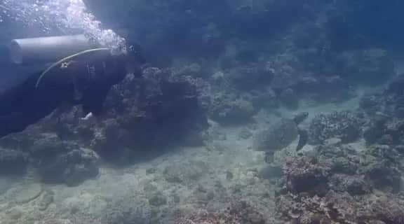 小澤マリアのインスタグラム：「When the sea turtle came to say hi 💚 人生3度目のウミガメ様🐢  #destinobeachclubanddiveresort #batangas #diving #seaturtle #underwater #underwaterphotography #divingphoto #philippines #summervibes #mariaozawa  #anongkwentingdestinomo #beachwithus #divewithus #destinedtobehere #pr #influencer #model #summergirl #フィリピン #ダイビング #ウミガメと泳ぐ #ウミガメ #フィリピン移住 #フィリピンビジネス #経営者 #インフルエンサー #プロモーション #モデル #ビジネスパートナー #小澤マリア」