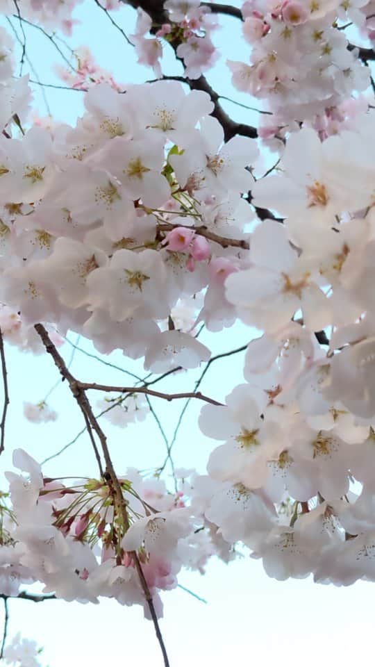 清野紗耶香のインスタグラム：「21日春分の日には１分咲き位だった桜が 次の日には一気に満開になってた  日当たりのいいところだからね それにしても桜って本当にあっという間なんだよな… 咲くのも、 散るのも。  年々、桜を見ると色んな感情が沸いてきます  #桜 #桜満開 #桜2023 #春爛漫 #早咲きの桜 #sakura  #cherryblossom #🌸 #あと何回見れるかな って話していた母を毎年思い出す #蕾 #消えそうに咲きそうな蕾が今年も僕を待ってる  #東京タワー ドラマは辛くて最後まで見れなかった　 #私は #母の分も #こーたとたくさん桜を見るぞ #夫ともね」