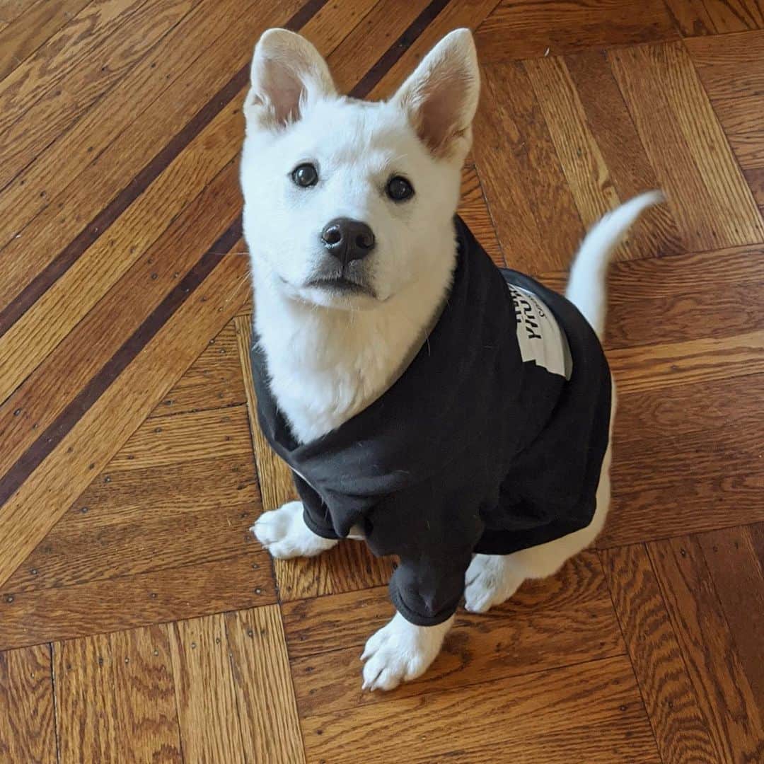 Menswear Dogさんのインスタグラム写真 - (Menswear DogInstagram)「Today marks Luc’s gotcha day: three years ago today, we picked him up from @koreank9rescue   To us, gotcha day is not just about celebrating the day he was adopted: it’s also a day to think about how we’ve all changed each other. Luc taught us that you can have a difficult start to your life and still choose love and light. He taught us that some things can come naturally: like checking in and protecting the ones you love. He’s taught us that a little patience can yield incredible results and as we learned how to love him in the way that he needs us to love him, we were also reflecting on ourselves. I suppose when people say “our dog rescued us”, this is what they mean. That they teach us how to love each other the way dogs love us: pure, joyful and without judgment.   We love you to the moon and back Luc: just like we whisper into your ear every night, we love you so much and we’re going to look after you forever and ever and ever 💛  Happy Gotcha Day our fluffy little angel」3月23日 9時22分 - mensweardog