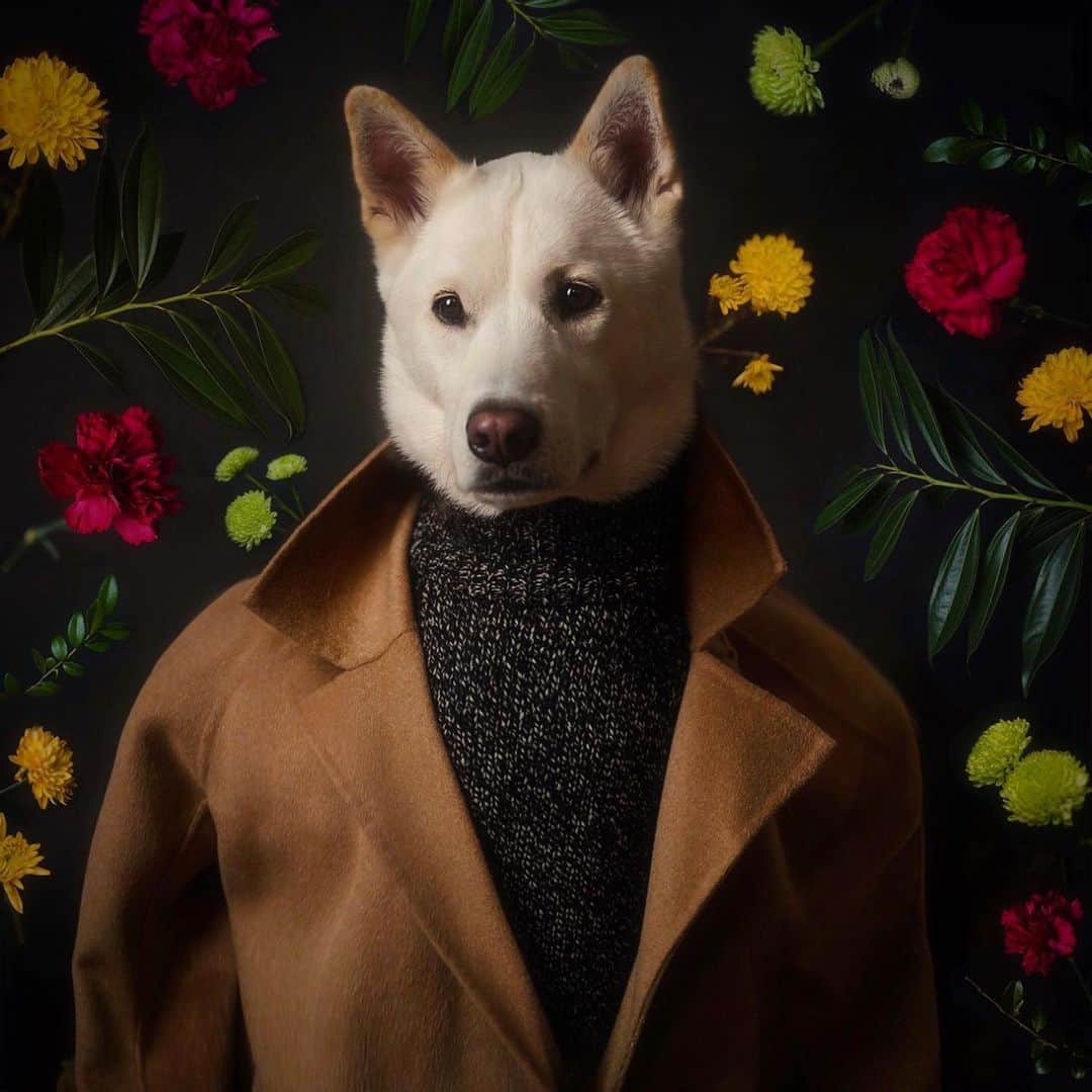 のインスタグラム：「Today marks Luc’s gotcha day: three years ago today, we picked him up from @koreank9rescue   To us, gotcha day is not just about celebrating the day he was adopted: it’s also a day to think about how we’ve all changed each other. Luc taught us that you can have a difficult start to your life and still choose love and light. He taught us that some things can come naturally: like checking in and protecting the ones you love. He’s taught us that a little patience can yield incredible results and as we learned how to love him in the way that he needs us to love him, we were also reflecting on ourselves. I suppose when people say “our dog rescued us”, this is what they mean. That they teach us how to love each other the way dogs love us: pure, joyful and without judgment.   We love you to the moon and back Luc: just like we whisper into your ear every night, we love you so much and we’re going to look after you forever and ever and ever 💛  Happy Gotcha Day our fluffy little angel」