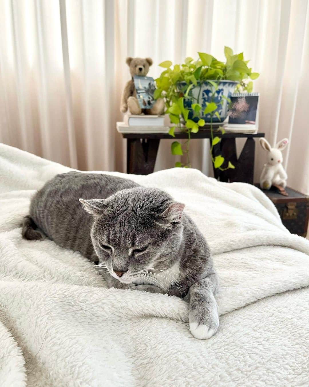 高見恭子さんのインスタグラム写真 - (高見恭子Instagram)「それでそのままで良いと教えてくれた小さき愛のかたち  #cat#catlove  #catphoto #catlife  #americancurl #猫愛 #猫と犬のいる暮らし」3月23日 10時15分 - takami_kyoko