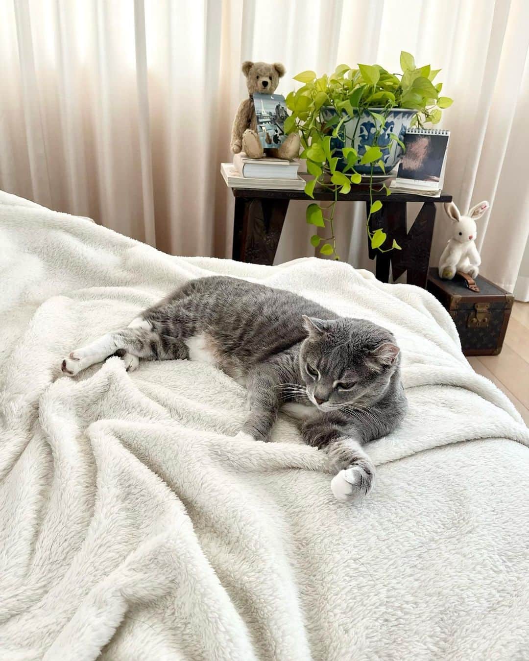 高見恭子さんのインスタグラム写真 - (高見恭子Instagram)「それでそのままで良いと教えてくれた小さき愛のかたち  #cat#catlove  #catphoto #catlife  #americancurl #猫愛 #猫と犬のいる暮らし」3月23日 10時15分 - takami_kyoko