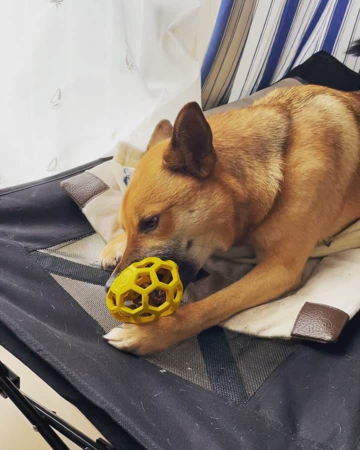 佐々木海のインスタグラム：「上手に食べるね〜☺️☺️☺️  #犬 #イヌ #イヌスタグラム #いぬすたぐらむ #犬バカ部 #いぬばか部 #ふわもこ部 #いぬら部 #犬のいる暮らし #保護犬 #元野犬 #雑種 #雑種犬 #ビビり犬 #里親 #保護犬を家族に #保護犬を飼おう #殺処分ゼロ #dogstagram #rescuedog #rescueddog」
