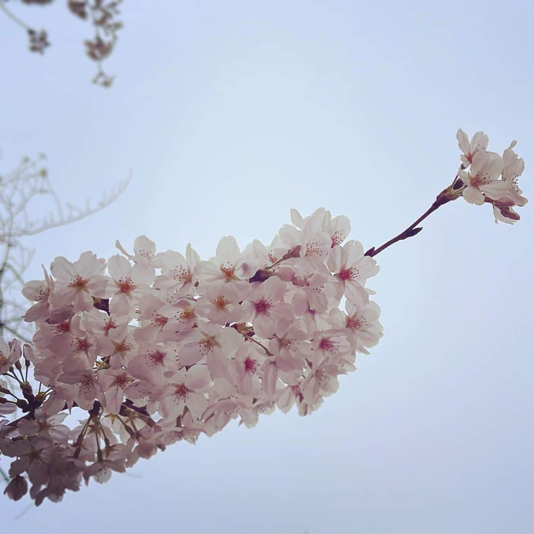 中村靖日のインスタグラム：「.  春はあけぼの  桜の見廻り  2023/03/23 Thu 05:48 -JST  #桜 #cherryblossoms  #ソメイヨシノ #someiyoshino #flowers #tree #spring #actor #tokyo #japan」