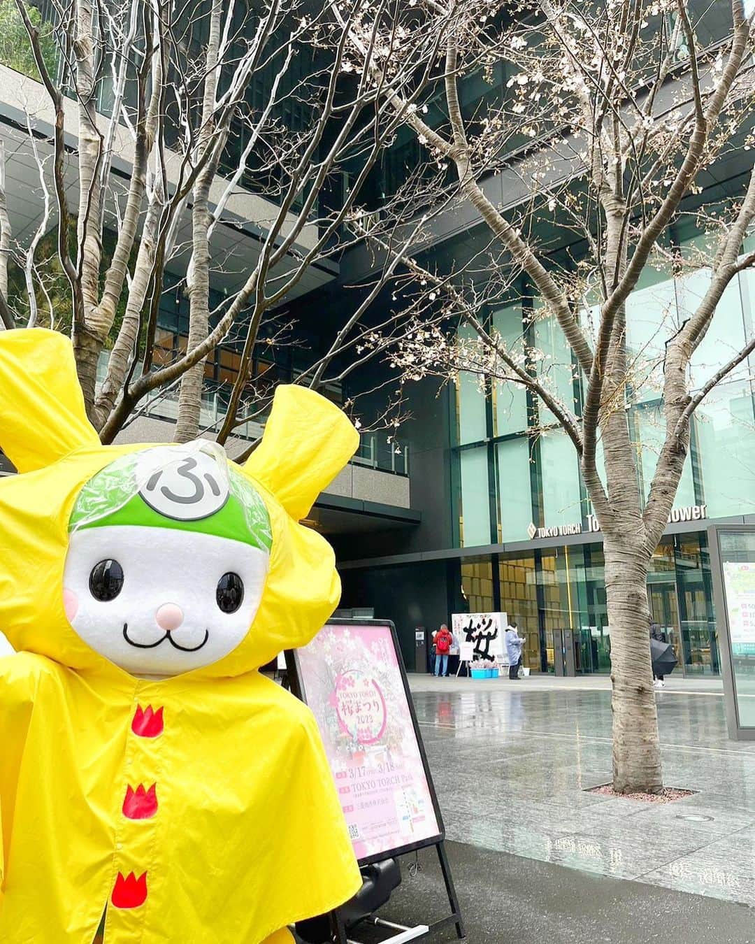 ふっかちゃんのインスタグラム：「先週末は大忙しだったよぉY(o≧ω≦o)Y TOKYOTORCH🌸は1日目はお着物✨ 2日目はふっカッパで遊びに行ったよぉ♫ 今週末もふっかちゃん色んなところにばびゅーんするからねぇ〜 =͟͟͞͞Y(=͟͟͞͞Y(=͟͟͞͞Y(o0ω0o)Y♪ #ふっかちゃん #埼玉県深谷市 #深谷市 #tokoytorch」