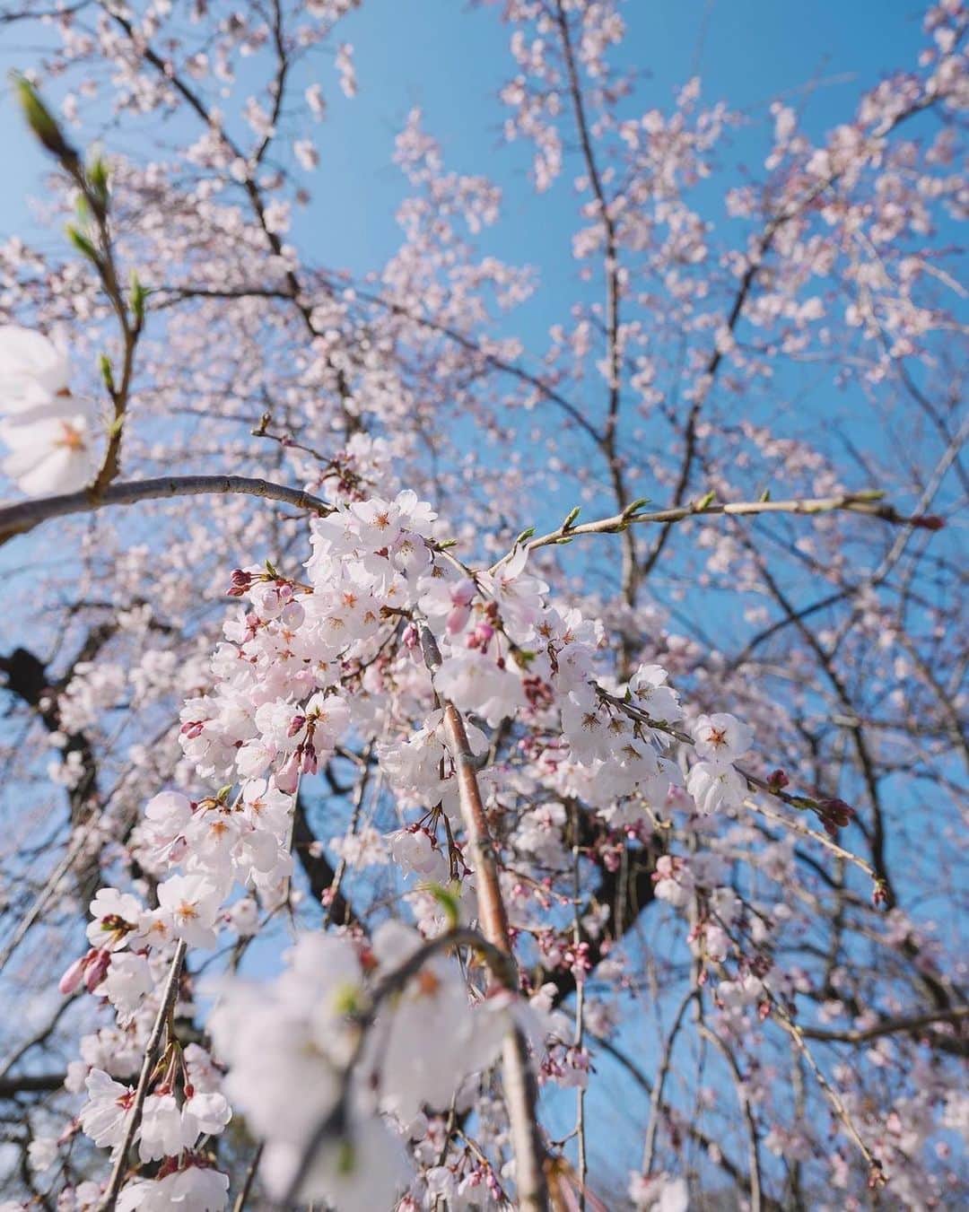 福岡市のインスタグラム：「＜fukuokapics3月:舞鶴公園＞  先週は開花宣言もあり、福岡市内の桜が咲き始めましたね。  今日は福岡市内屈指のお花見の名所舞鶴公園より、ひと足先に開花していたシダレザクラをご紹介します。  舞鶴公園には、ソメイヨシノをはじめシダレザクラなど19種、約1,000本の桜が順に開き、咲き誇ります。 開花時期や花の色、花のつき方などの多様性をお楽しみください。  舞鶴公園では、3月24日（金）〜4月2日（日）まで「福岡城さくらまつり」が開催されるようです。 お花見にぴったりなグルメや、特別な有料ライトアップをぜひお楽しみください。  photo by @fuku_photo0501 location : 舞鶴公園 . hashtag : #fukuokapics follow : @fukuoka_official . #福岡市 #舞鶴公園 #fukuoka #hakata #nakasu #tenjin」