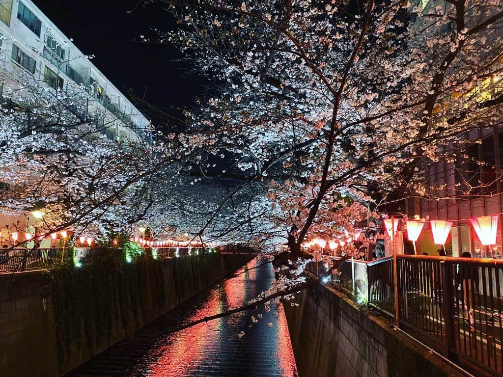 忍成修吾のインスタグラム：「夜桜」