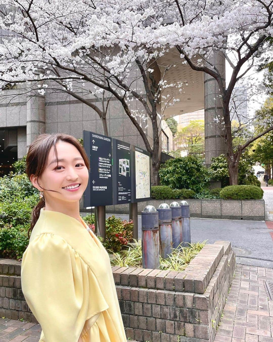 片渕茜さんのインスタグラム写真 - (片渕茜Instagram)「都内のいろんなところで満開の桜が咲いています。 今日の雨で少し散ってしまいそうで残念🥲」3月23日 11時34分 - akane_katafuchi