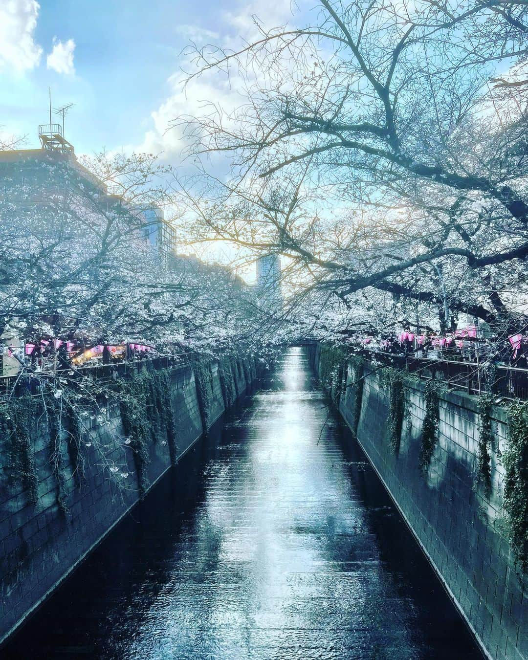 小林 ディスカスさんのインスタグラム写真 - (小林 ディスカスInstagram)「昨日の中目黒の桜！ 👱🏽‍♂️🌸🌸🌸🙋🏼‍♂️  桜って、 一生見てられますよねー。  あー、お花見したひ…。  #tokyo #japan #fashion #beauty #東京ライフ #桜 #目黒川 #中目黒 #そめいよしの #cherryblossom」3月23日 11時56分 - discus_kobayashi