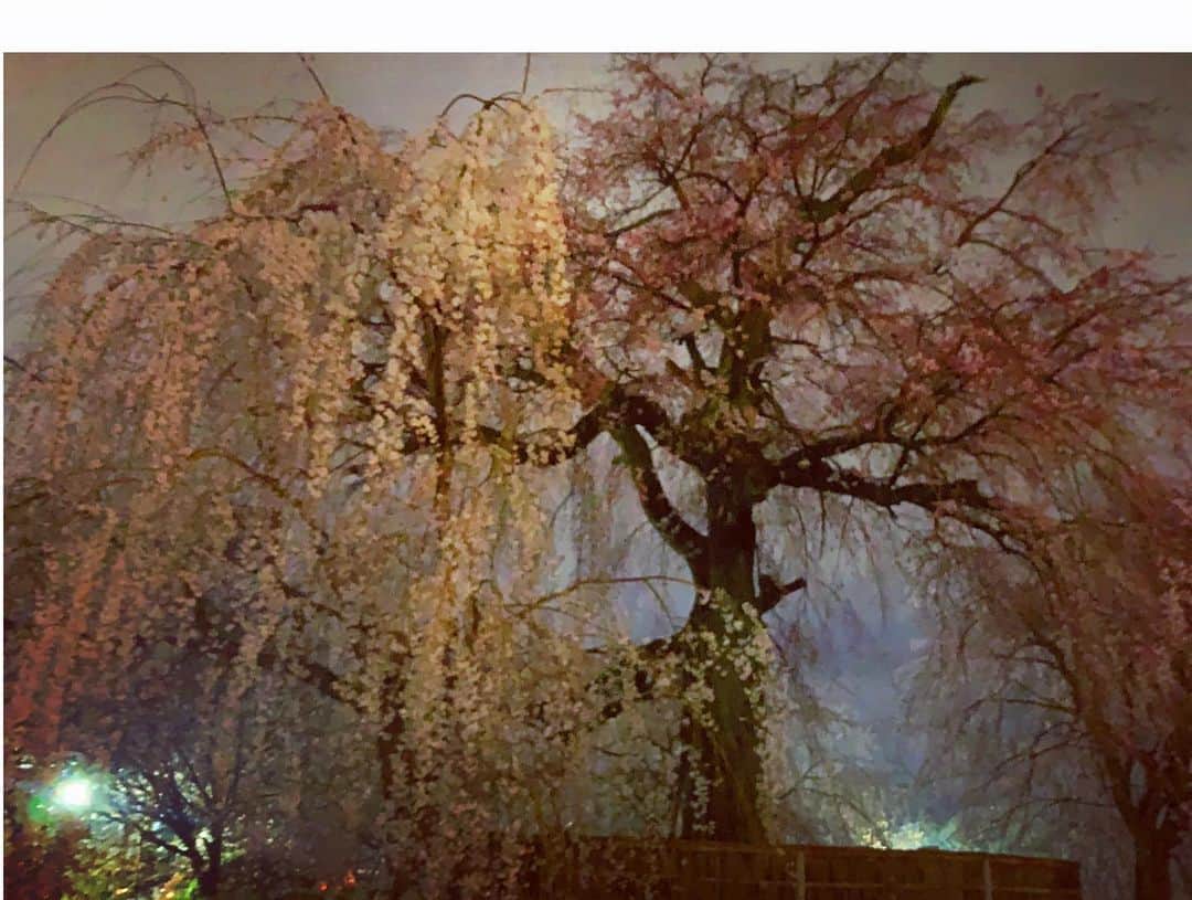 やすみりえさんのインスタグラム写真 - (やすみりえInstagram)「宵の口、 雨が上がるのを待って… #八坂神社  から #円山公園　を歩いてみました🌸  #川柳#ことばの力#ことのは#575 #川柳を広めよう #お花見#夜桜#枝垂れ桜 #京都#kyoto#祇園#gion #季節の言葉」3月23日 11時54分 - rie575kotonoha